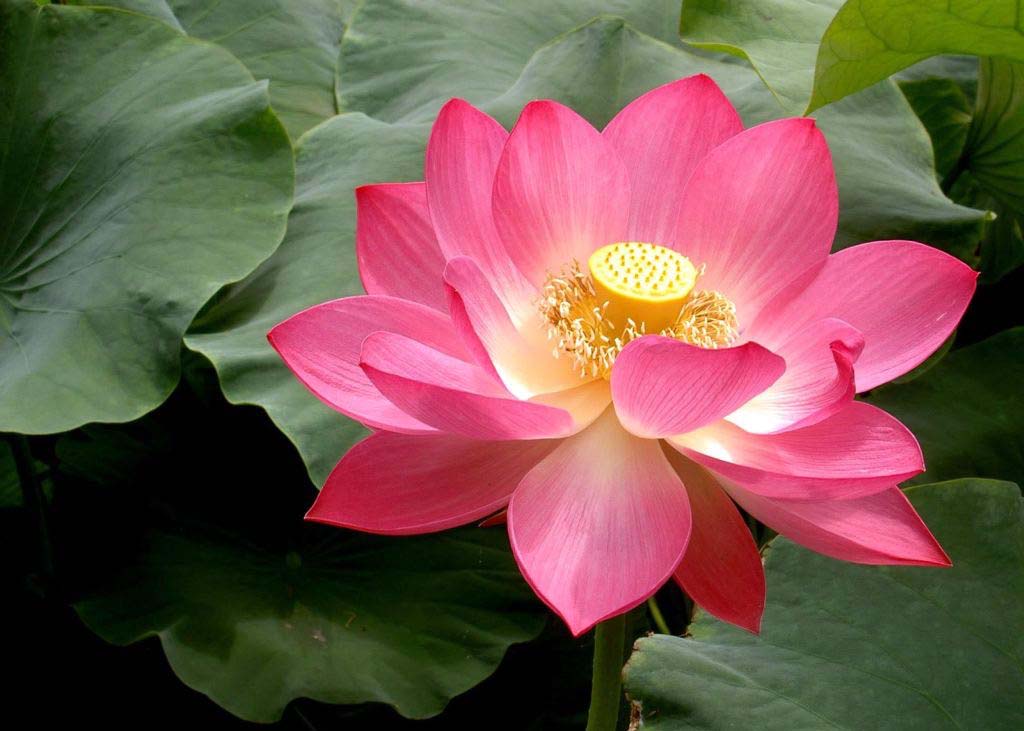 Image for article Празднование Всемирного дня Фалунь Дафа. Быстрое восстановление после полученных серьёзных травм