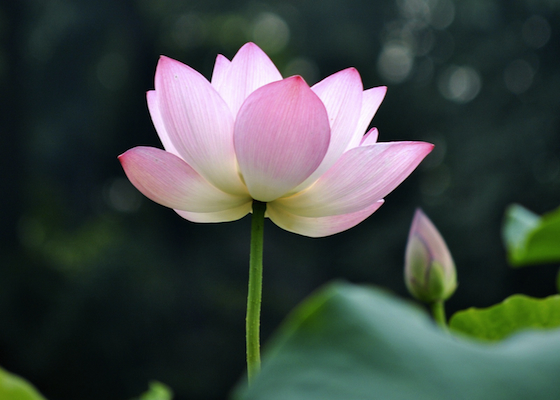 Image for article «Это самое лучшее, что есть в мире», - говорят те, кто в своих историях выражает огромную благодарность Фалунь Дафа