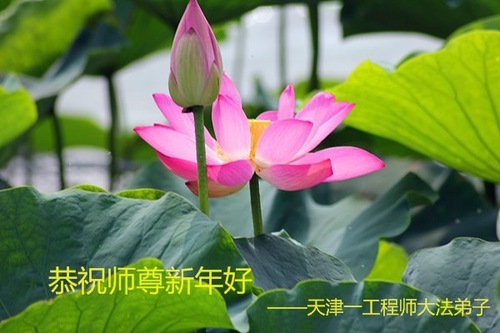 Image for article Практикующие Фалунь Дафа из города Тяньцзиня желают уважаемому Учителю счастливого китайского Нового года (23 поздравления)