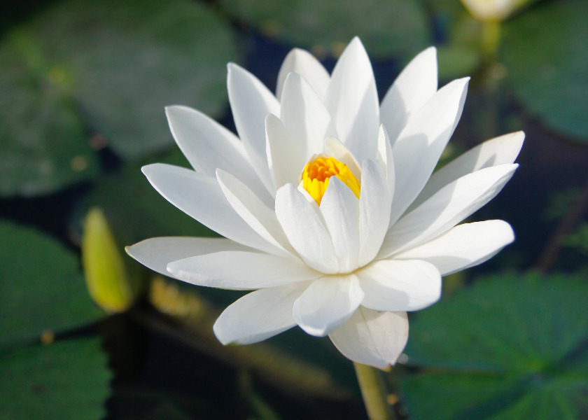 Image for article [Празднование Всемирного Дня Фалунь Дафа] Всегда помнить о принципах «Истина, Доброта и Терпение»