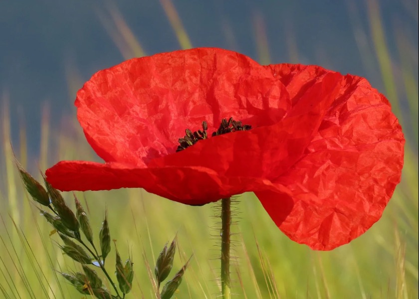 Image for article Статьи, представленные для 22-й Конференции Фа практикующих Китая, вдохновляют канадских практикующих развивать милосердие