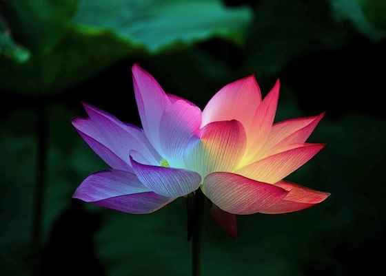 Image for article Пожилая практикующая Дафа тридцать лет настойчиво и усердно идёт по пути совершенствования