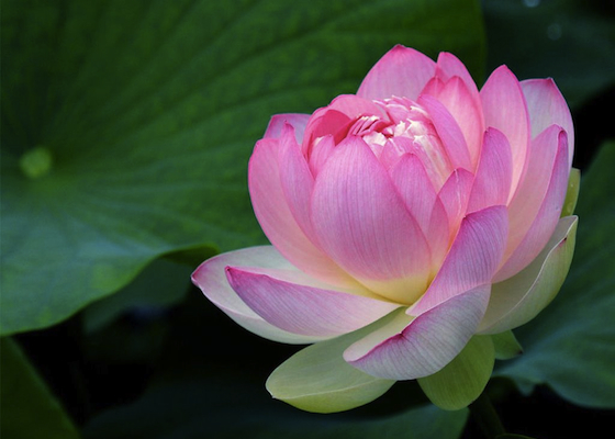 Image for article Молодой практикующий. Мой путь возвращения к совершенствованию