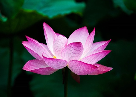 Image for article Двое практикующих прошли испытание жизнью и смертью